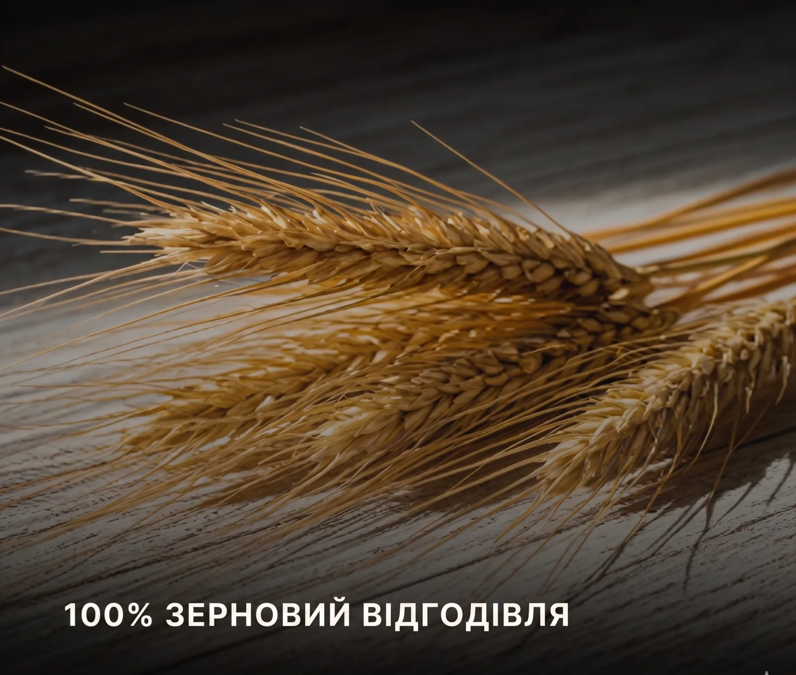 Пшеничне колосся для зернової відгодівлі